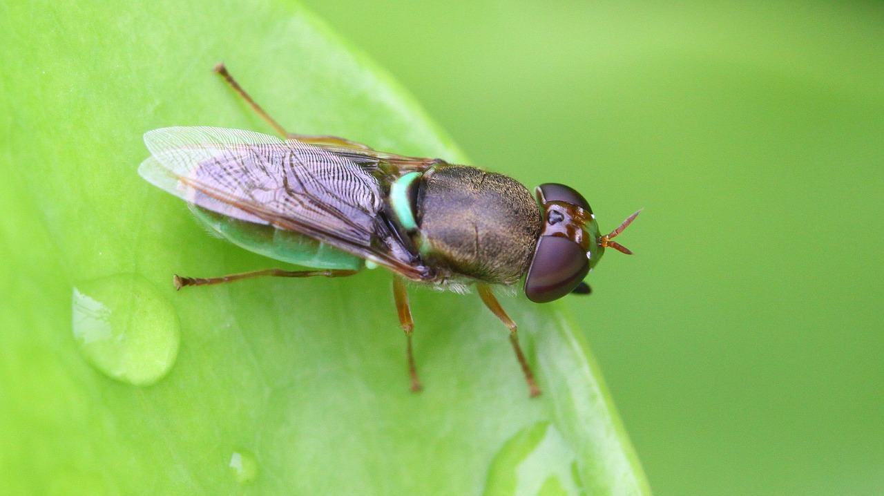 insect leaf grasshopper free photo