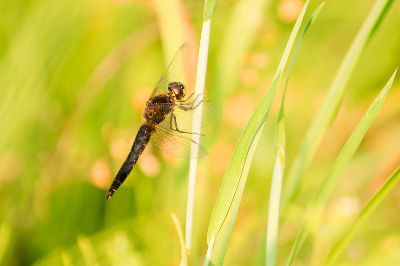 insect nature grass free photo