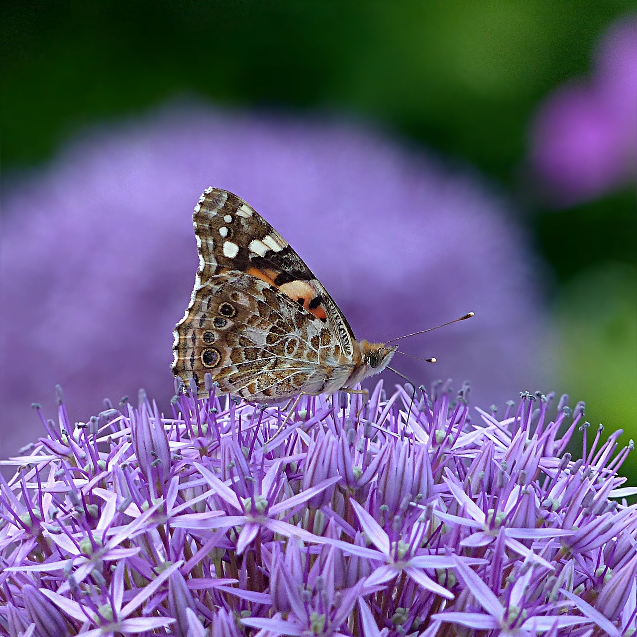 insect butterfly summer free photo