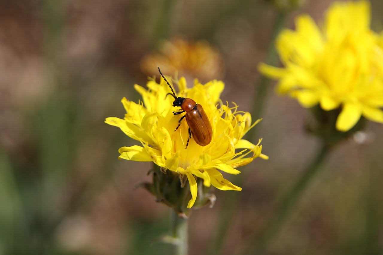 insect flower spring free photo