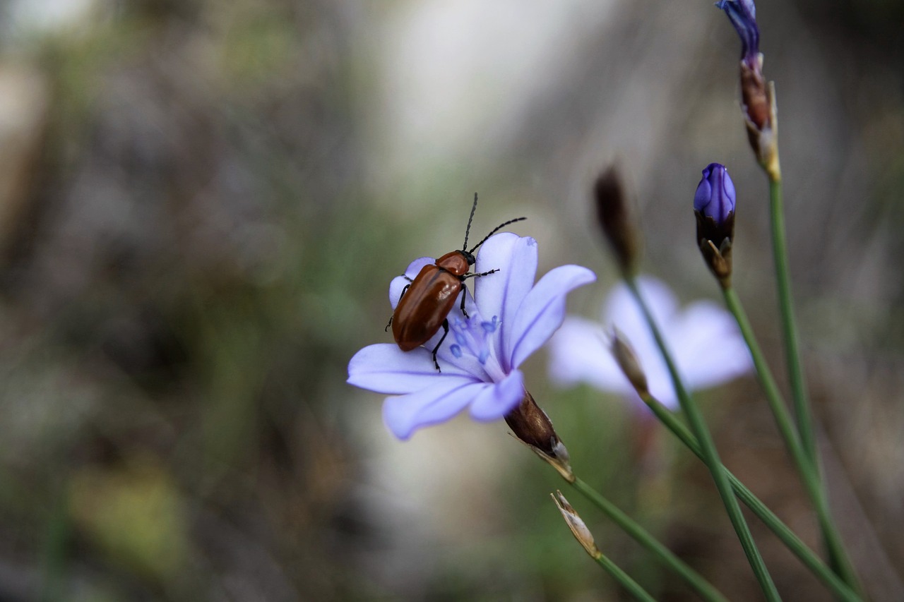 insect flower blue free photo