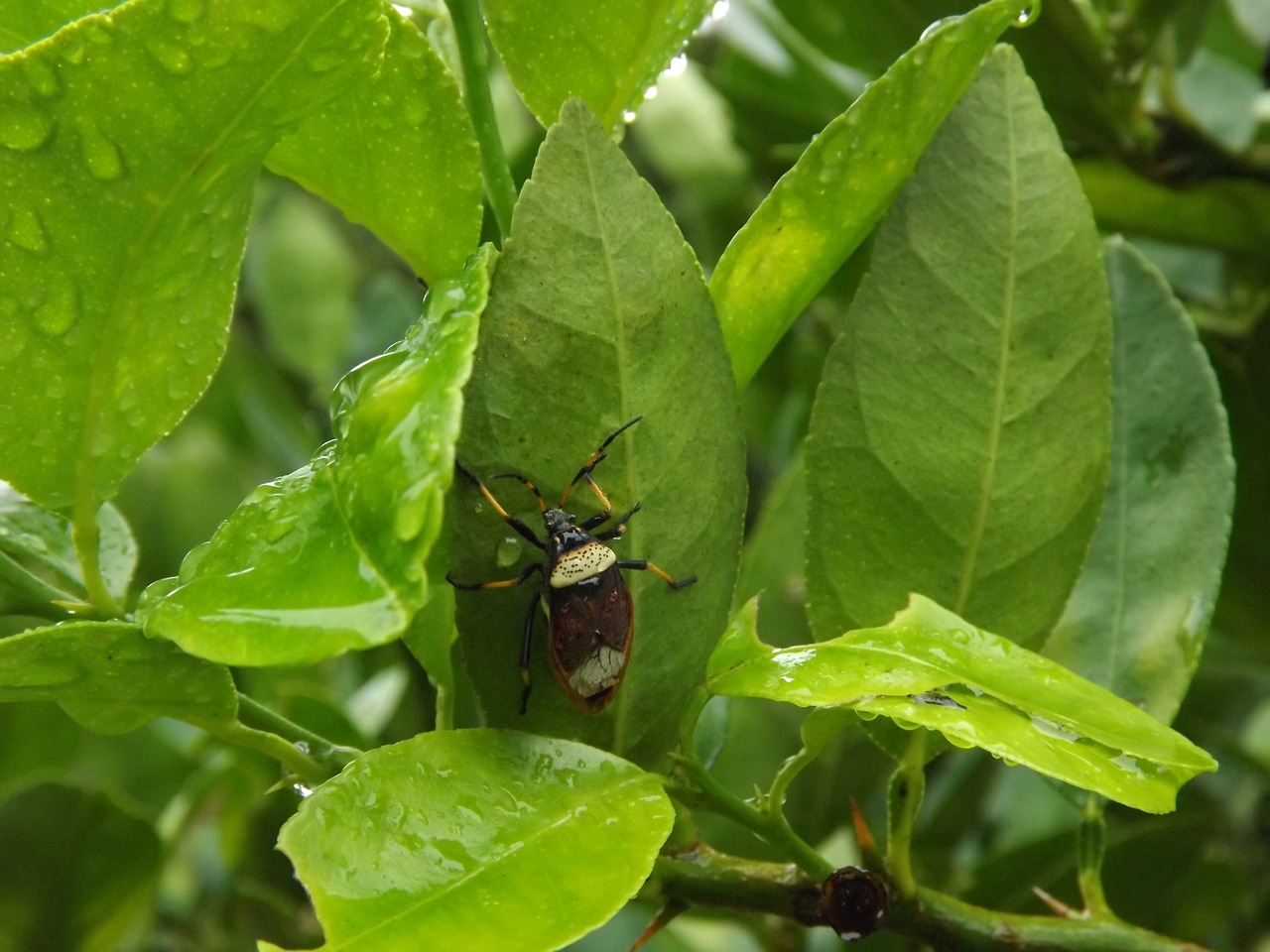 insect nature animal free photo