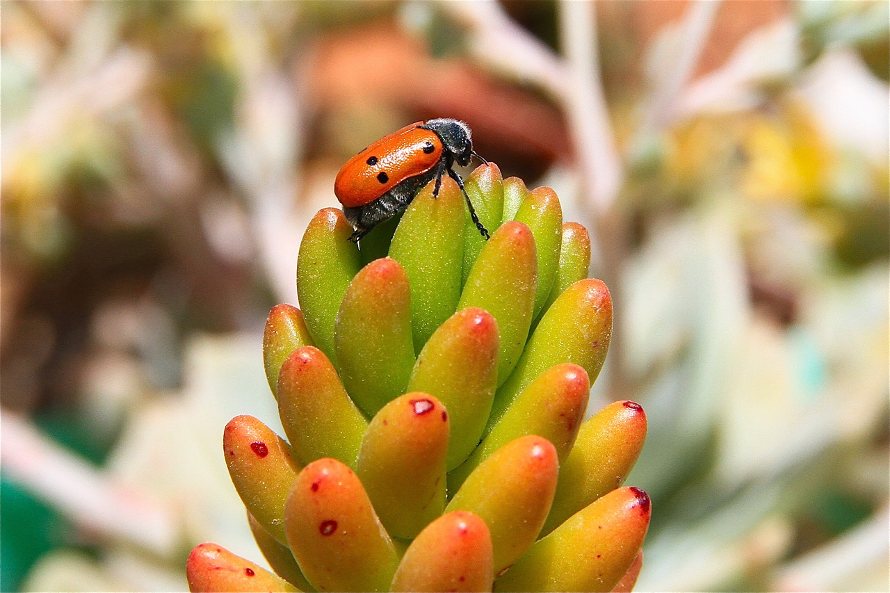 insect plant garden free photo