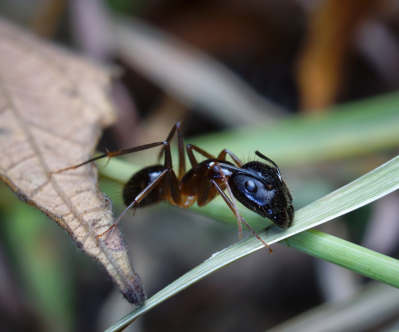 insect ant bug free photo