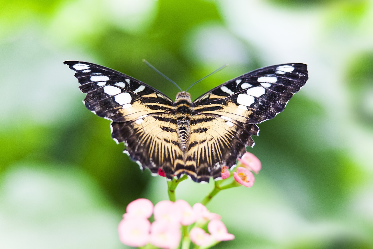 insect butterfly nature free photo