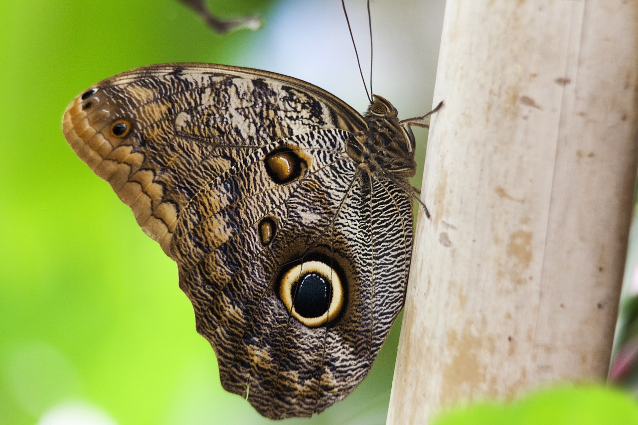 insect butterfly nature free photo