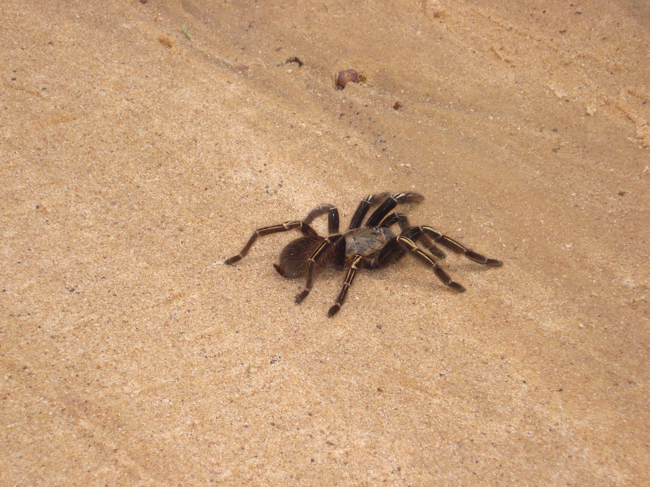 insect spider ivy free photo