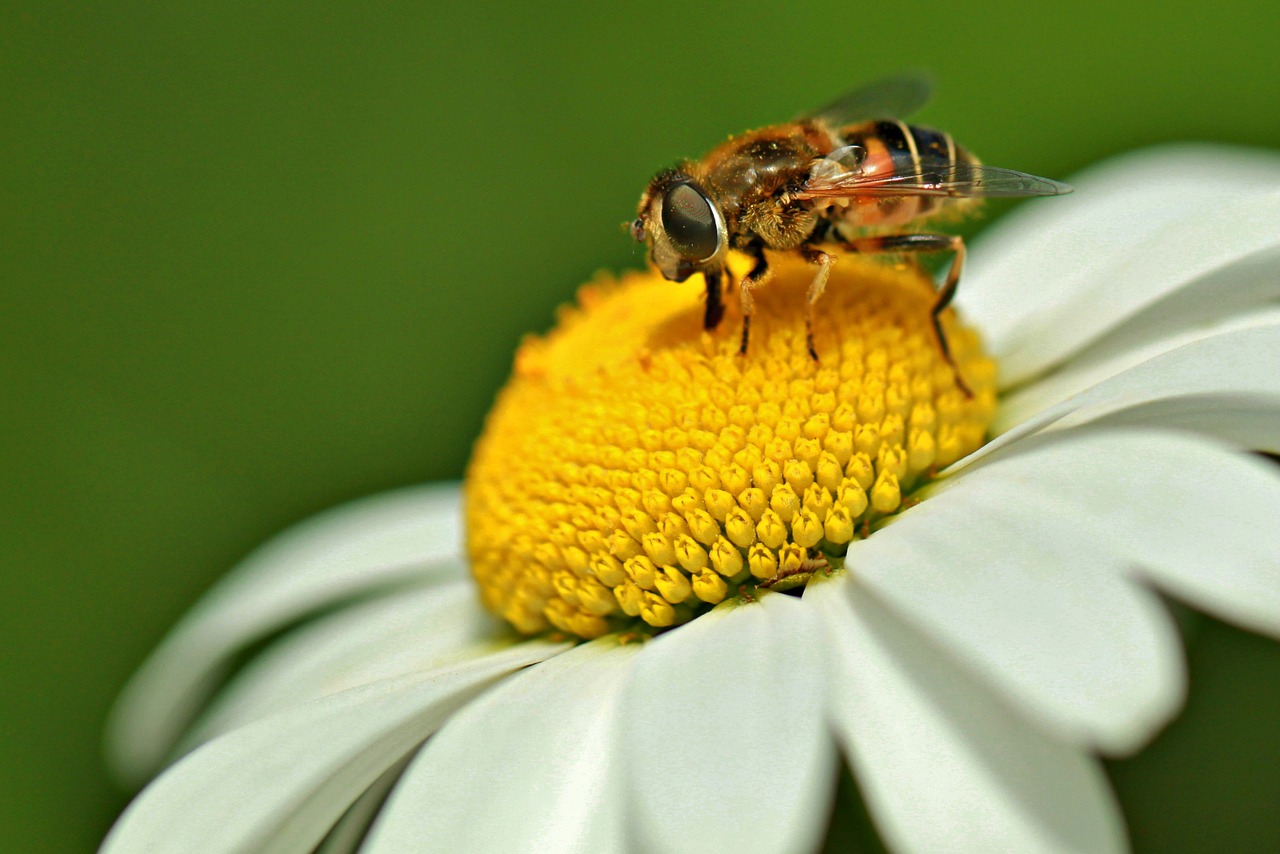 insect hoverfly schwebbiene free photo