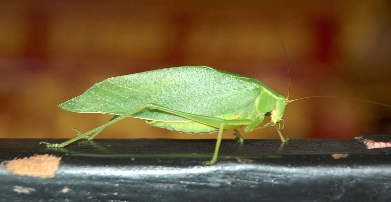 insect macro nature free photo