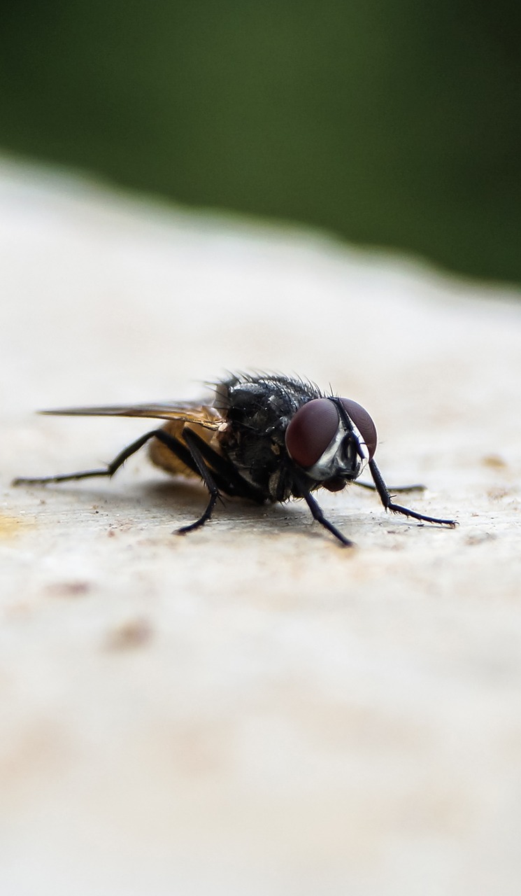 insect focused sitting free photo