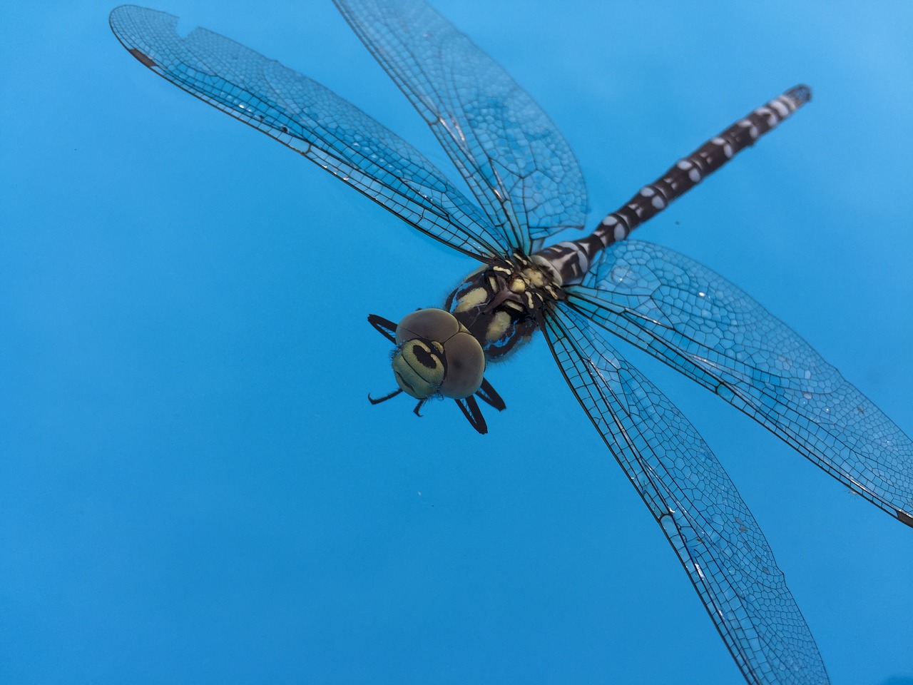 insect dragonfly blue free photo