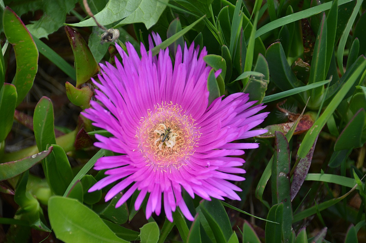 insect flower nature free photo