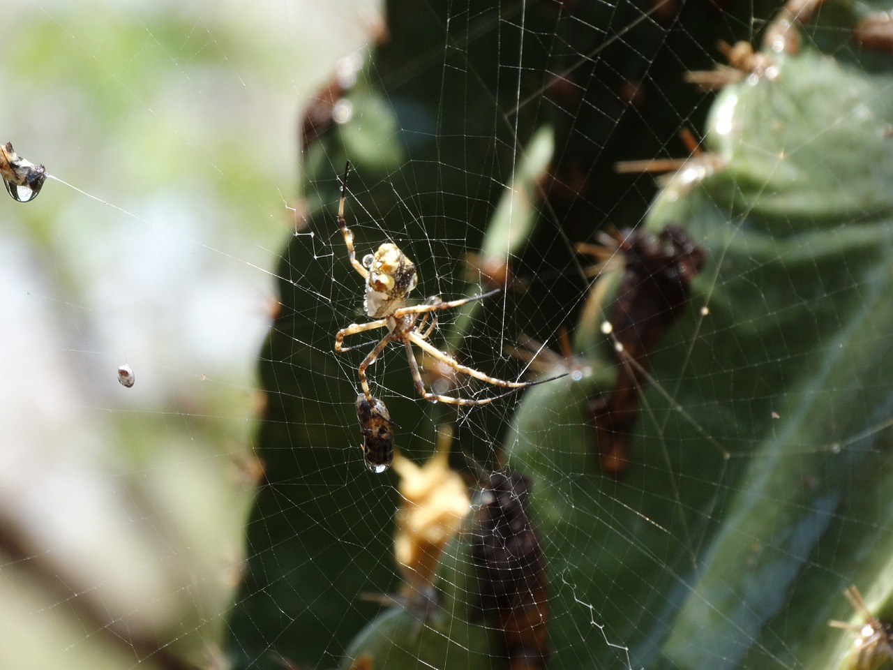 insect spider web free photo