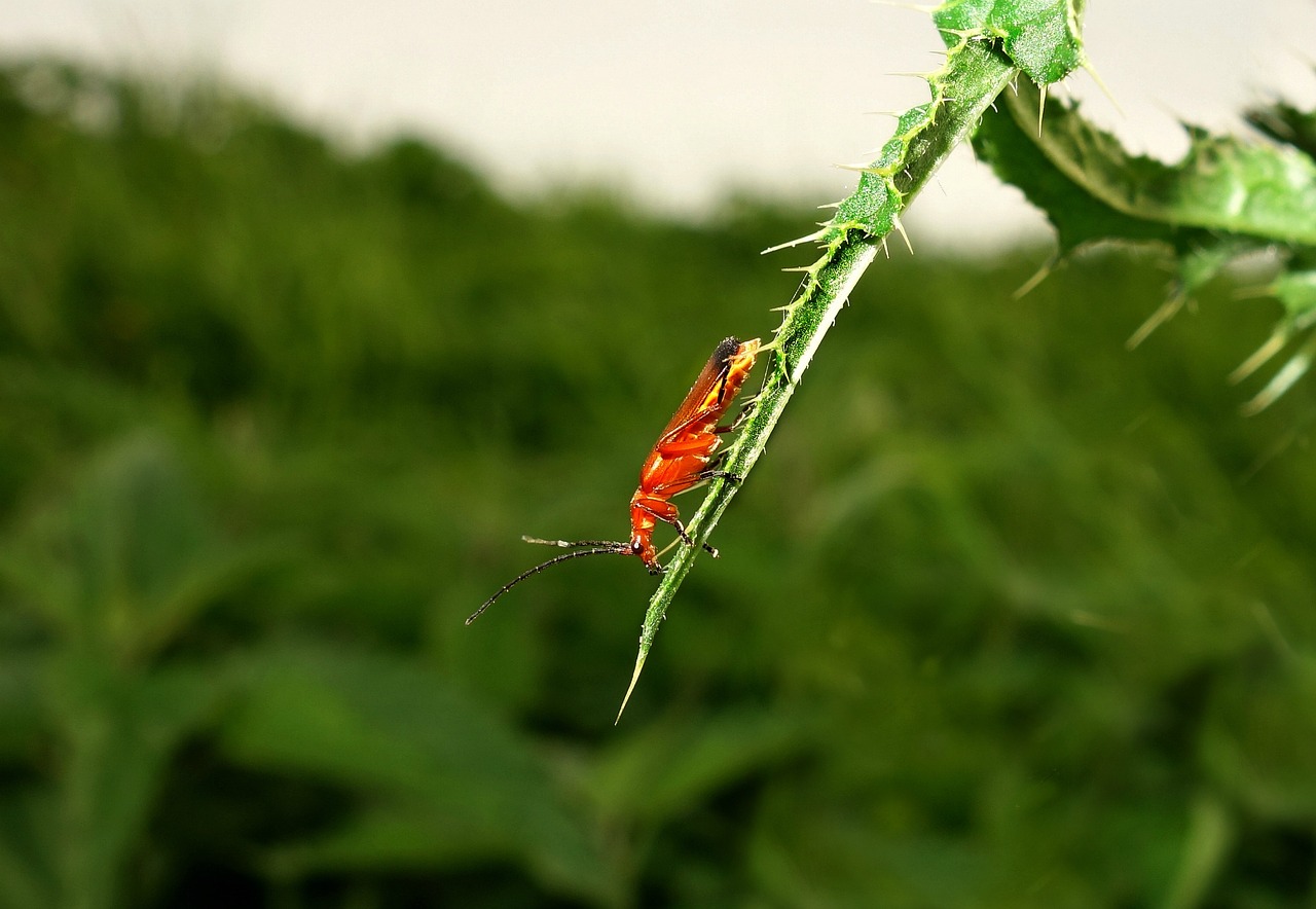 insect bug beetle free photo