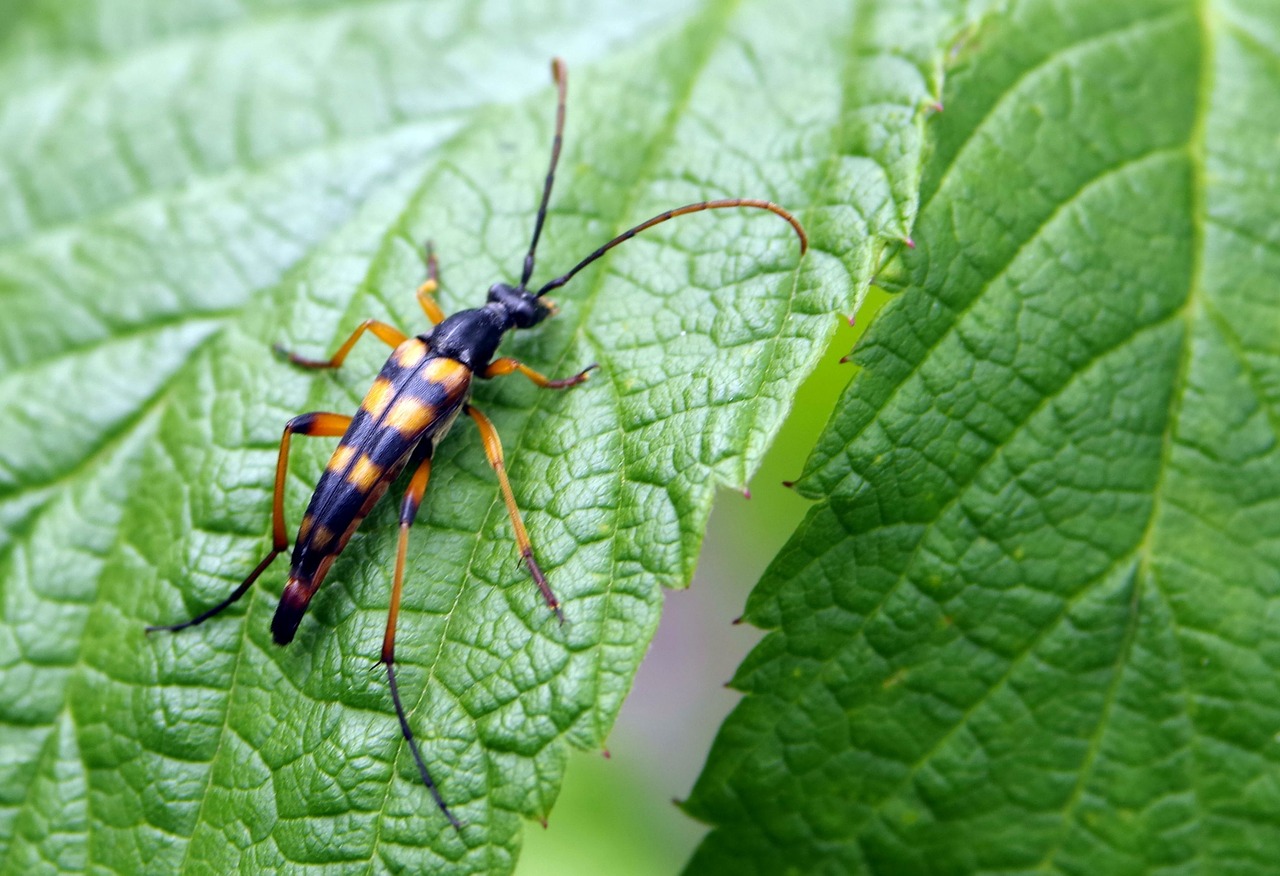 insect żółtoczarny long free photo