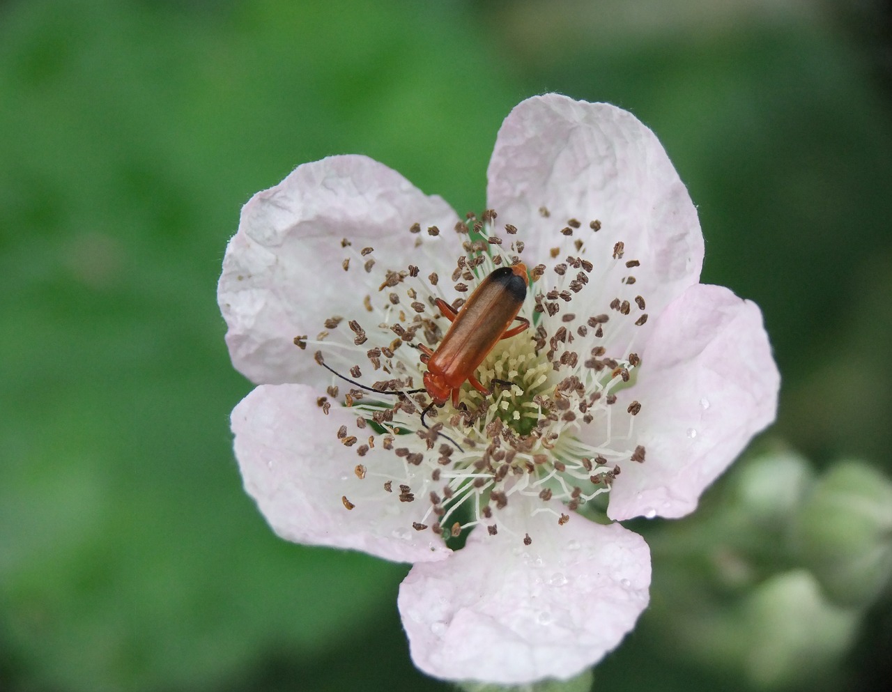 insect petal flower free photo