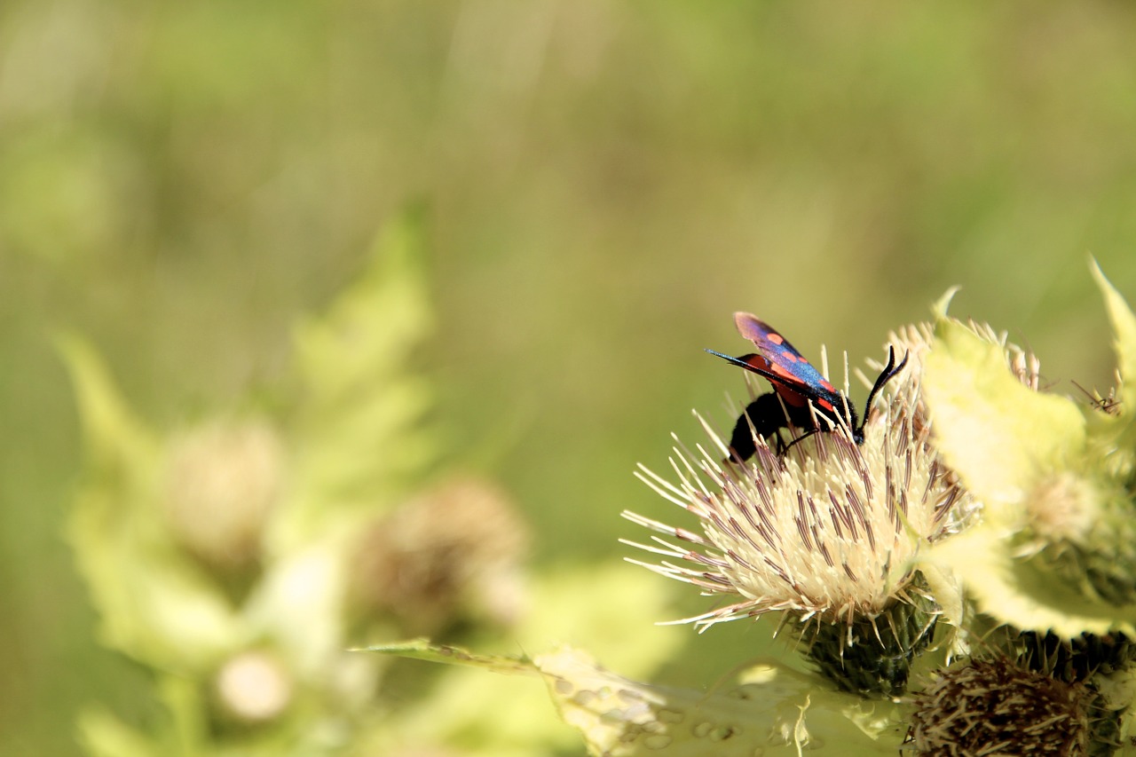 insect flower meadow free photo