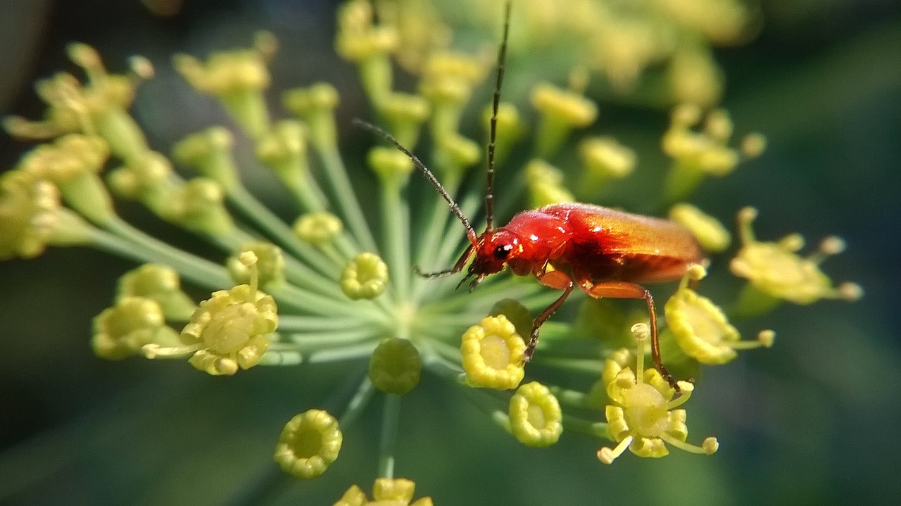 insect nature garden free photo