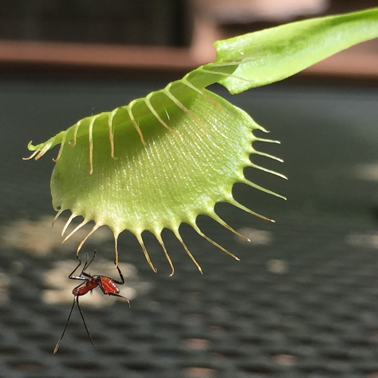 insect venus fly trap plant free photo
