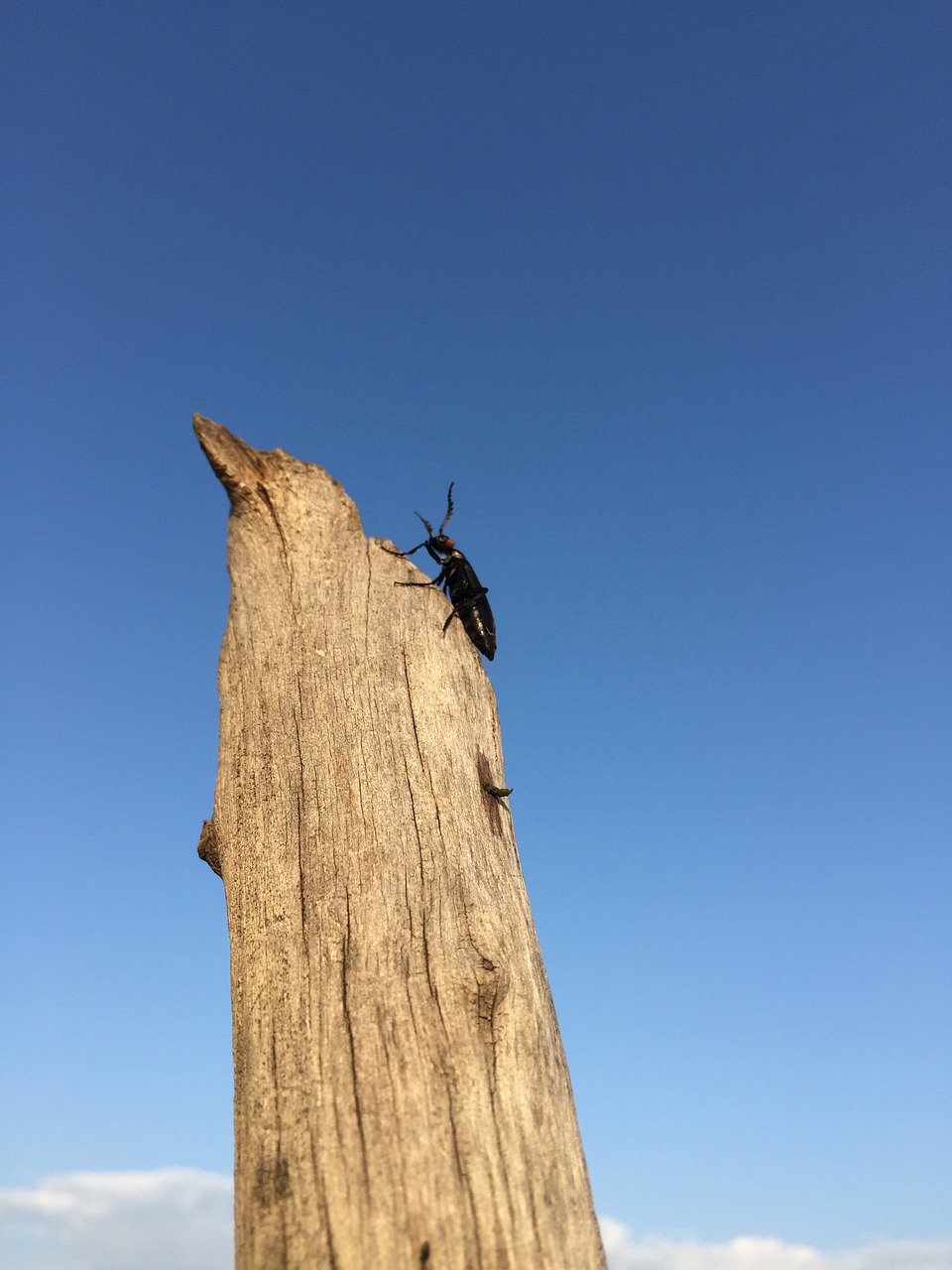 insect prairie blue sky free photo