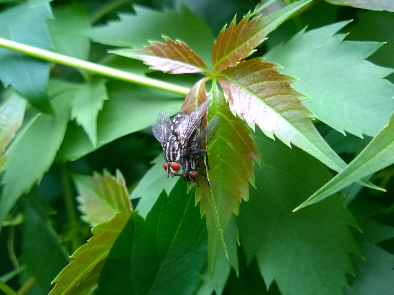 insect macro fly free photo