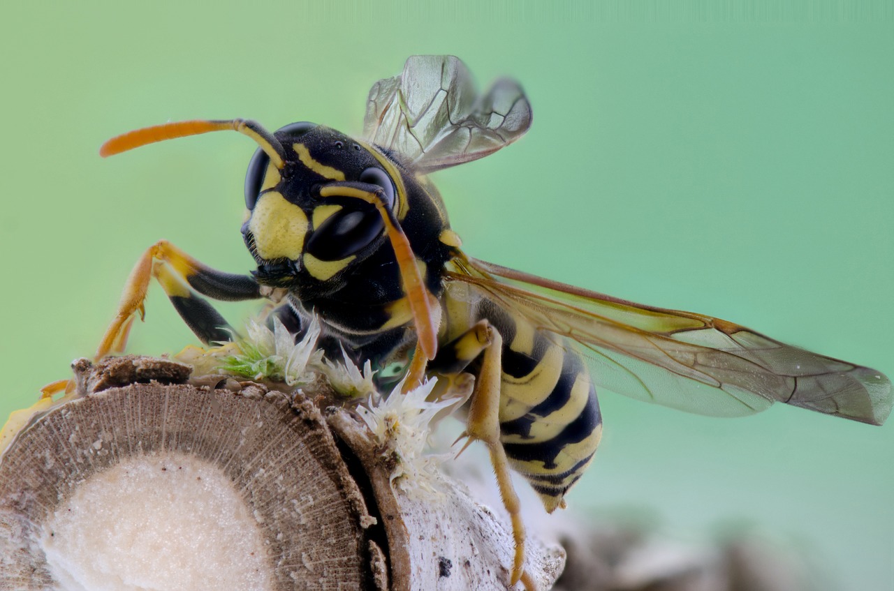 insect bee macro free photo