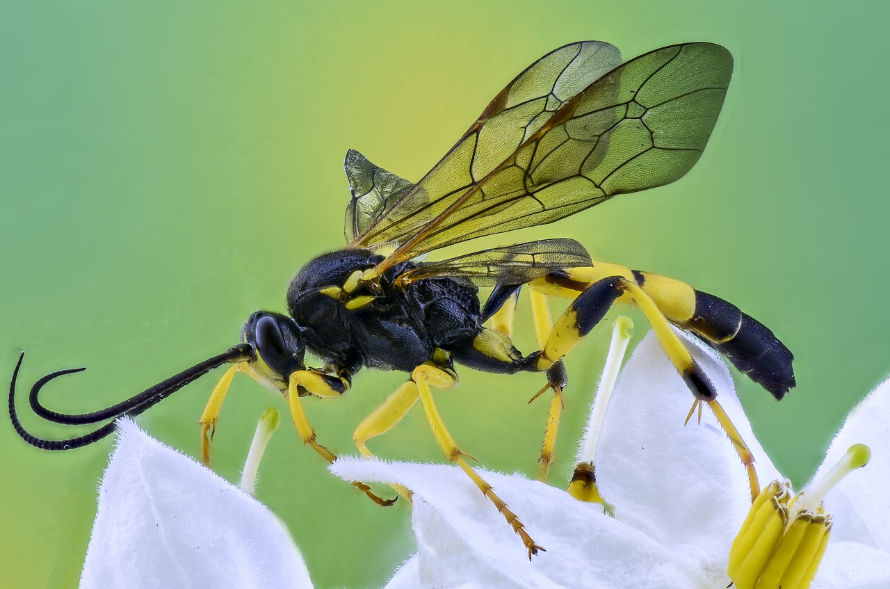 insect macro photography free photo