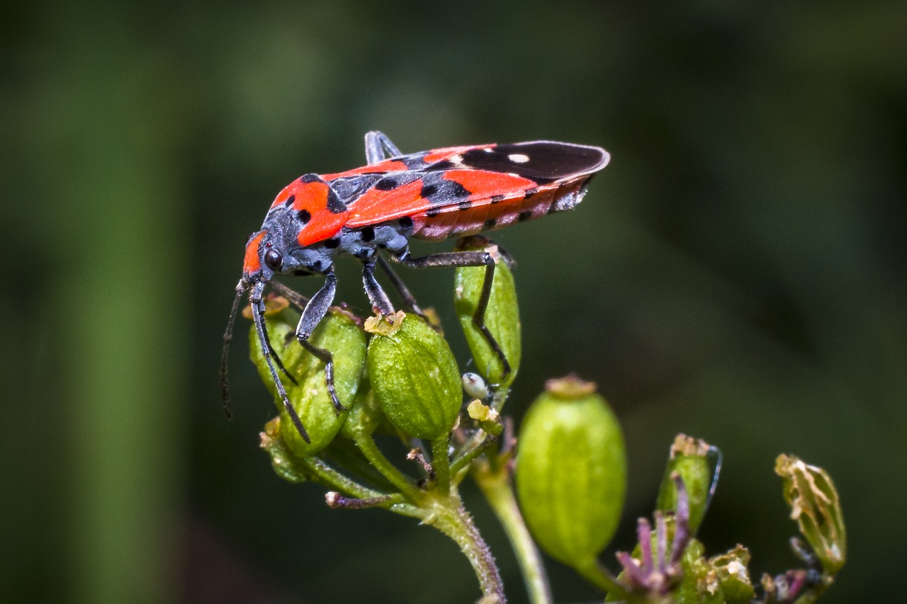 insect macro nature free photo