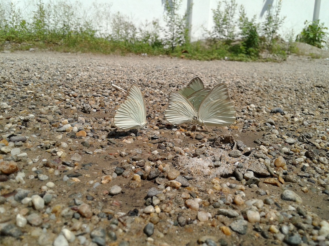 insect butterfly butterfly wings free photo