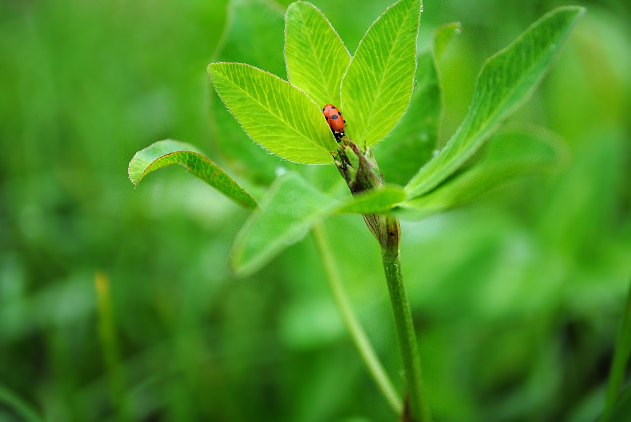 insect ladybug spring free photo