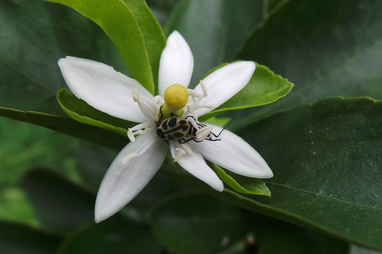 insect flower orange tree free photo