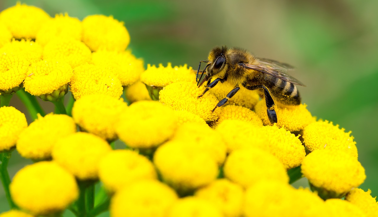 insect bee pollination free photo