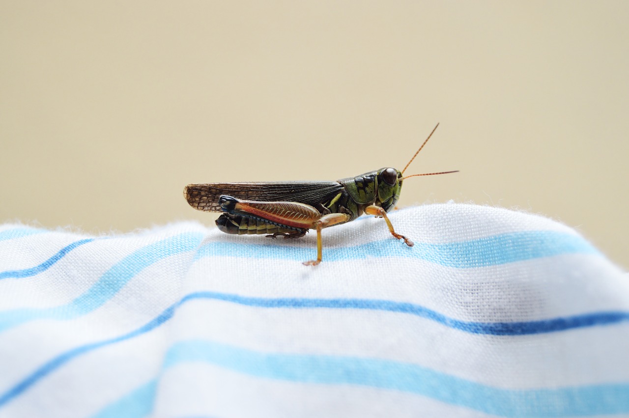 insect green cricket free photo