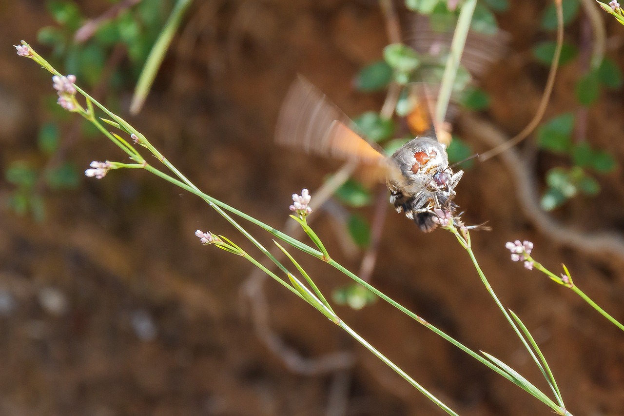 insect pollination sprinkle free photo