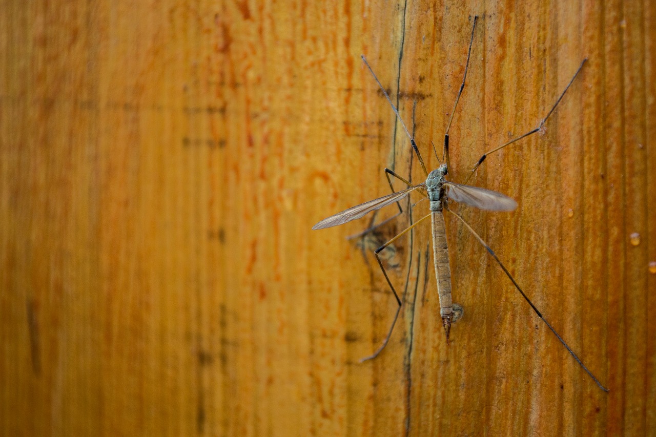 insect fly wood free photo