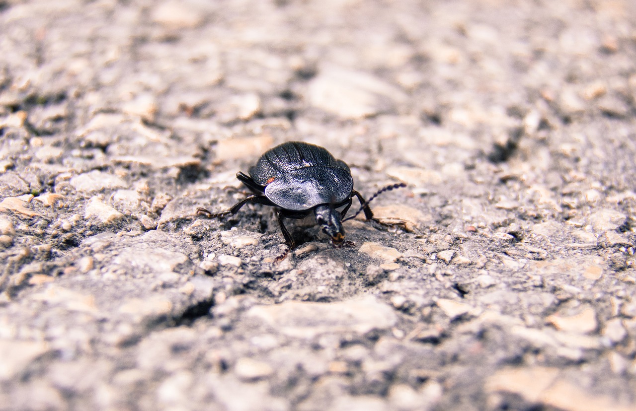 insect closeup beetle free photo