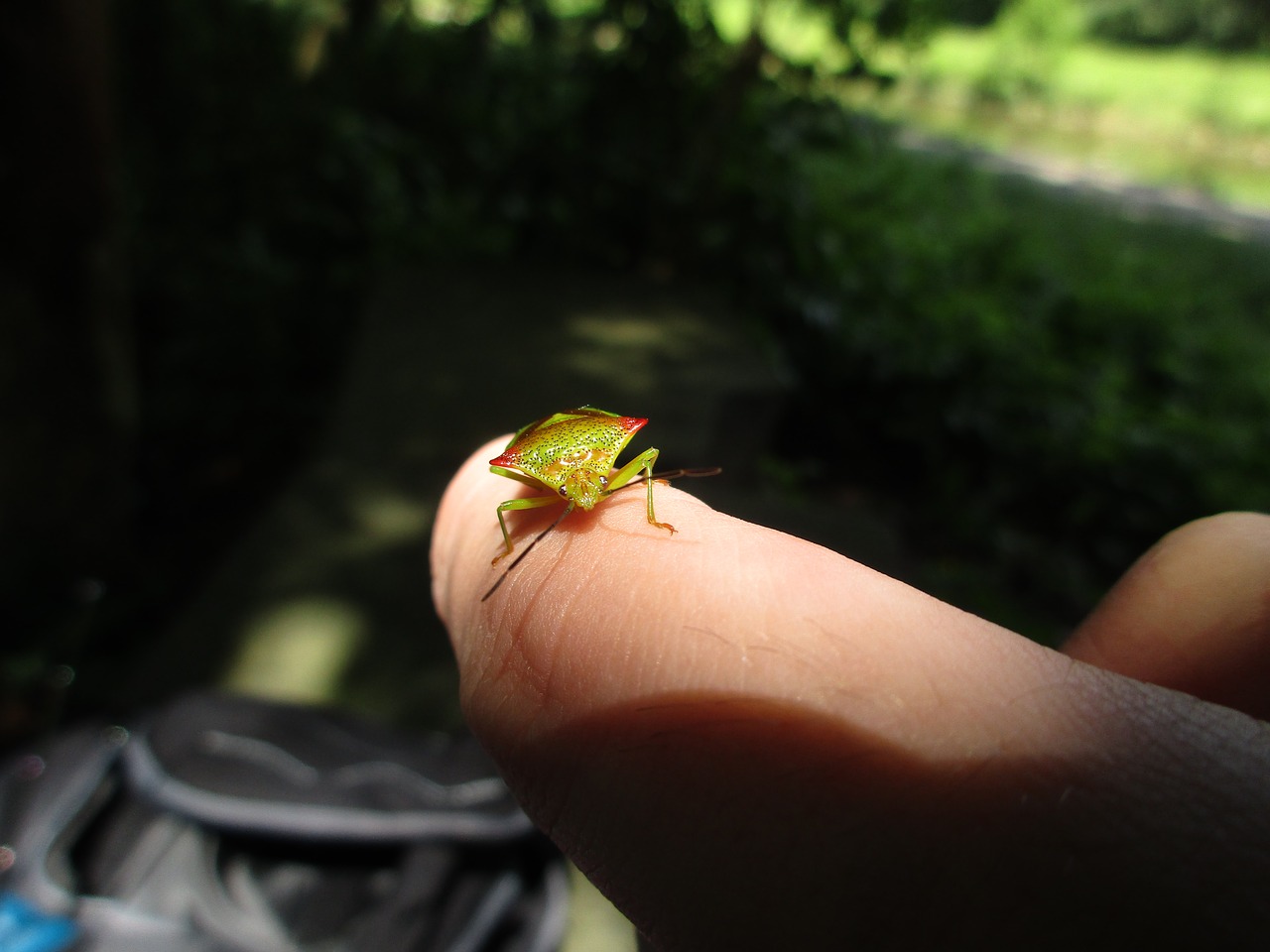 insect nature macro free photo