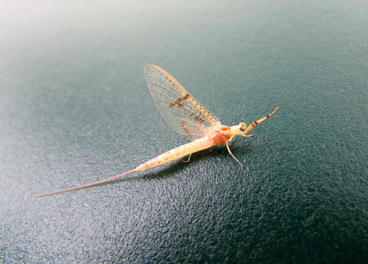 insect mayflies animals free photo