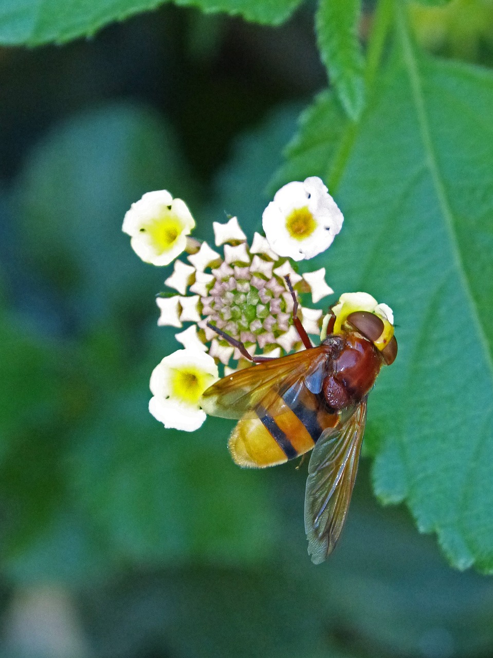 insect hoverfly sirphidae free photo