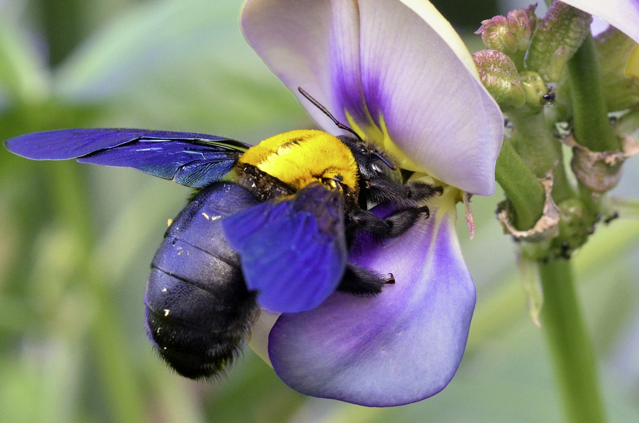 insect bee macro free photo