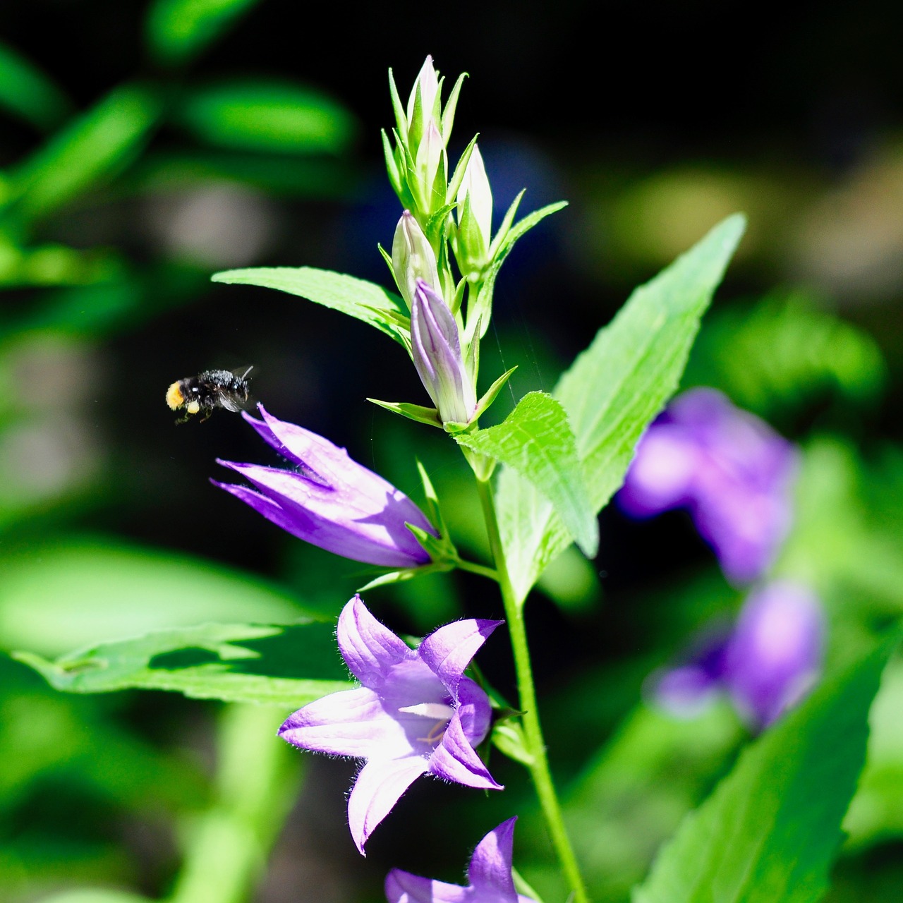 insect wild flower blossom free photo