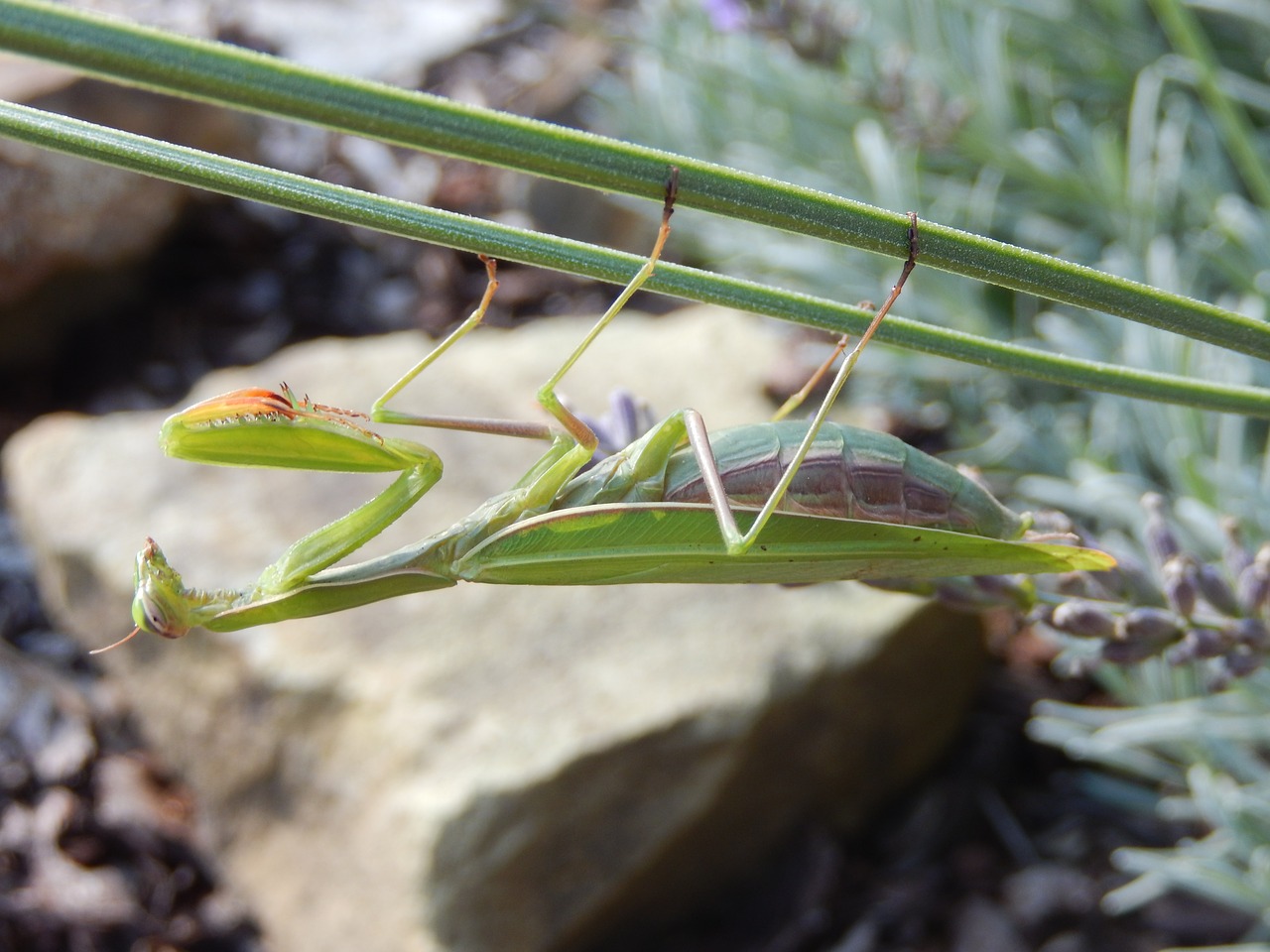 insect mantis nature free photo