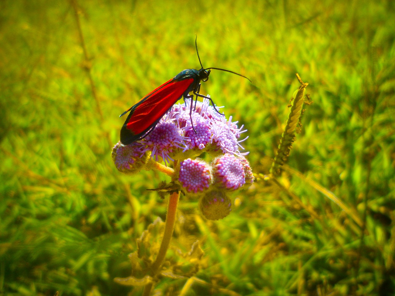 insect flower nature free photo