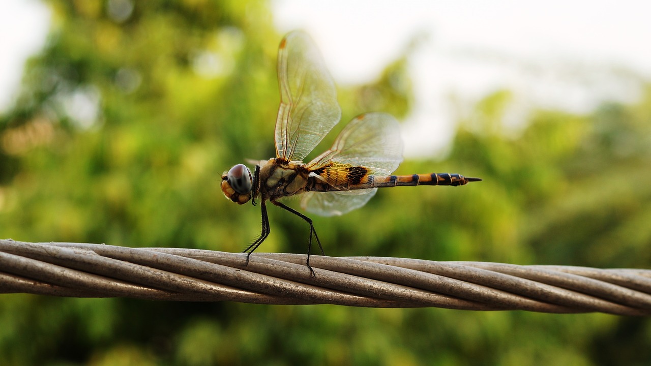 insect bug flight free photo