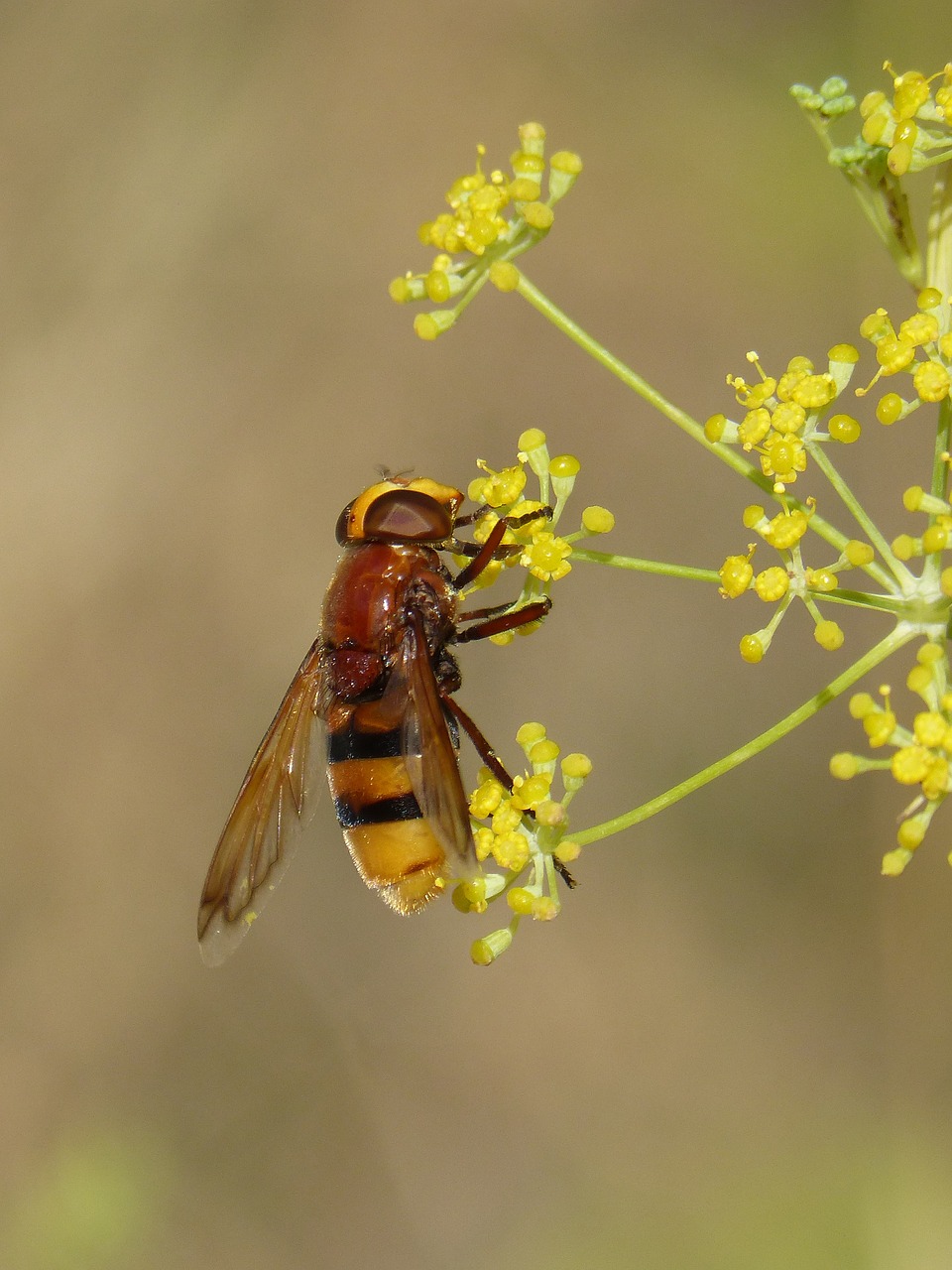 insect hoverfly sirphidae free photo