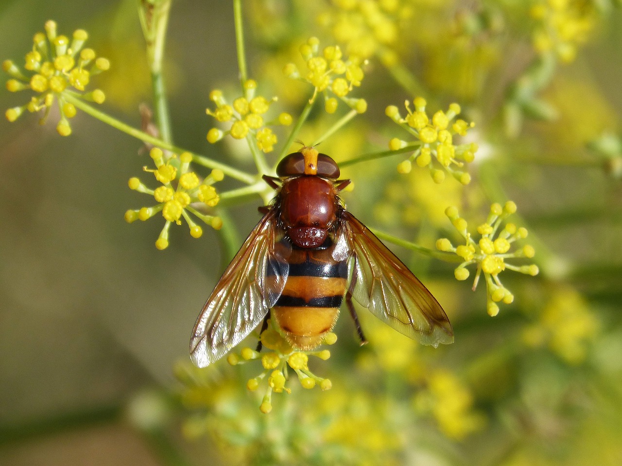 insect hoverfly sirphidae free photo