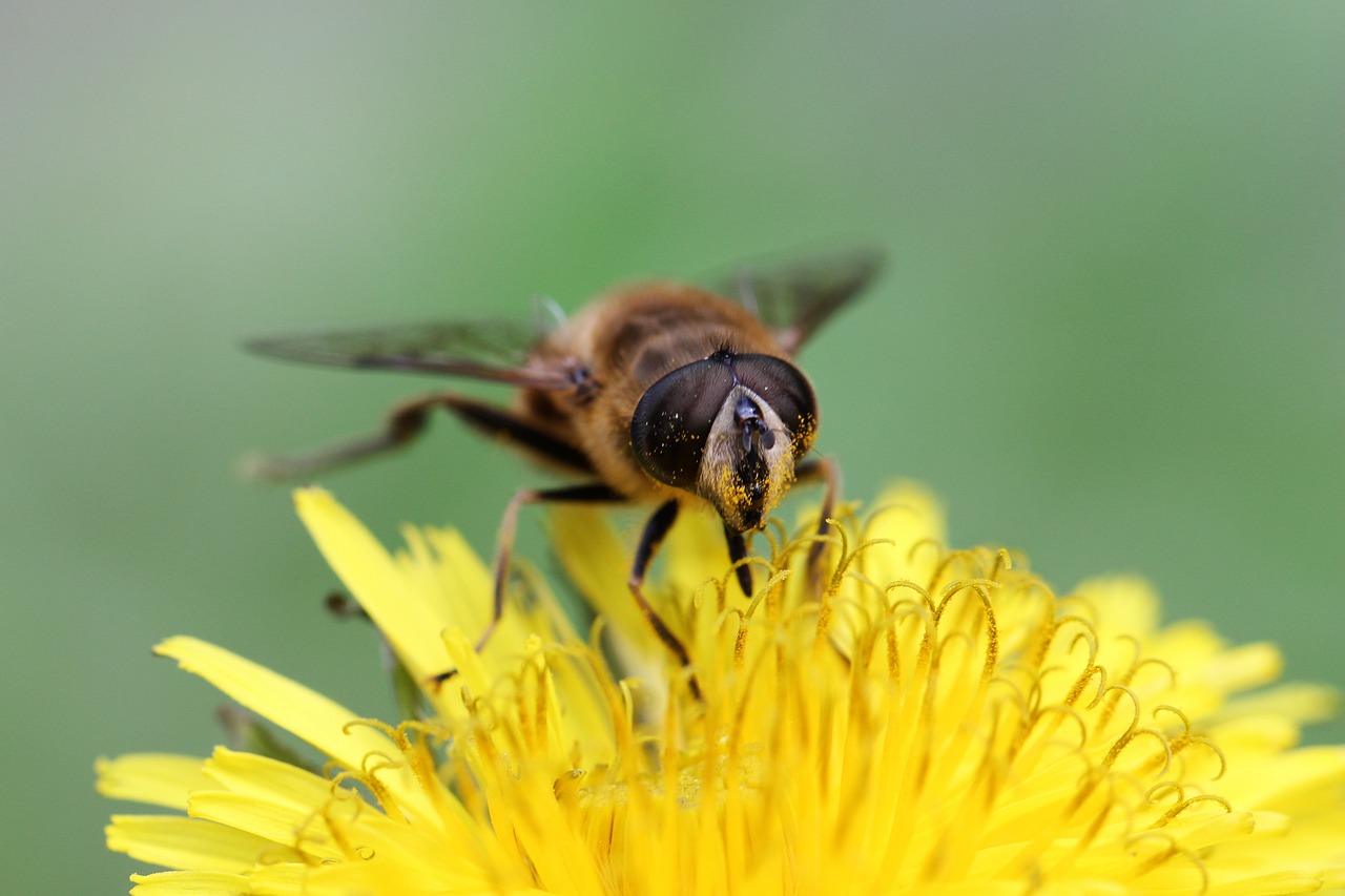 insect nature macro free photo