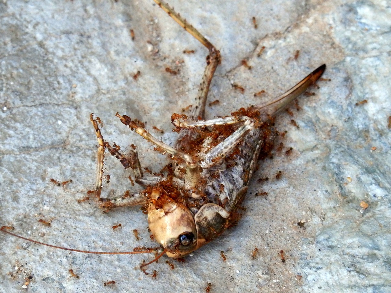 insect dead insect locust free photo