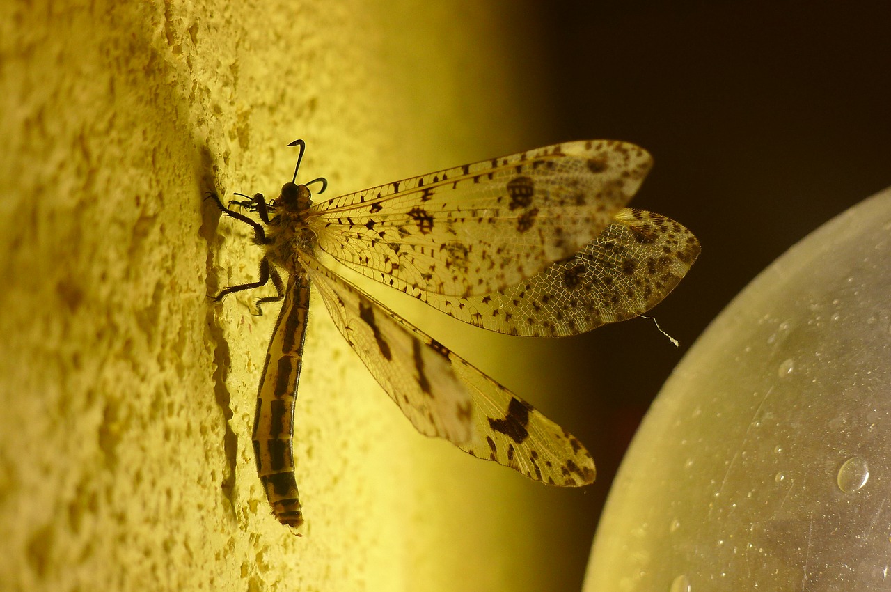 insect evening yellow free photo