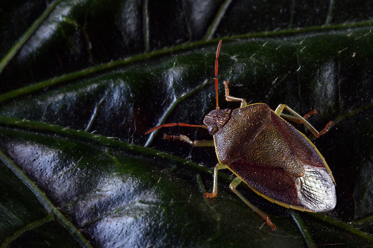 insect bug shield free photo